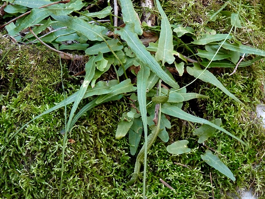 {Asplenium rhizophyllum}